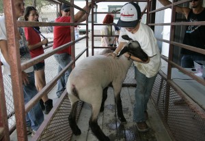 Kings Fair 2011